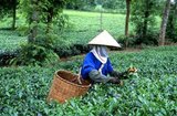 According to oral tradition, tea has been grown in China for more than four millennia. The earliest written accounts of tea making, however, date from around 350 AD, when it first became a drink at the imperial court.<br/><br/>  

Around 800 AD tea seeds were taken to Japan, where regular cultivation was soon established. Just over five centuries later, in 1517, tea was first shipped to Europe by the Portuguese soon after they began their trade with China. In 1667 the Honourable East India Company ordered the first British shipment of tea from China, requesting of their agents ‘one hundred pounds weight of the best tey that you can get’.<br/><br/> 
 
In 1826 the Dutch bought seeds from Japan for cultivation in their growing East Indian Empire, supplementing this effort in 1833 by imports of seeds, workers and implements from China. Meanwhile, also in the 1830s, the East India Company began growing tea on an experimental basis in Assam – the first one hundred boxes of Assamese tea reached Britain in 1840, and found a ready market.<br/><br/> 
 
About the same time, tea seedlings were transplanted from Assam to Sri Lanka and planted in the highlands around Kandy. By the beginning of the present century tea was very much in fashion, with plantations established as far afield as Vietnam in Southeast Asia, Georgia in Europe, Natal, Malawi, Uganda, Kenya, Tanzania and Mozambique in Africa, Argentina, Brazil and Peru in South America, and Queensland in Australia. Despite this proliferation, however, Sri Lanka remains the largest producer of tea in the world today, with the fragrant black leaf the mainstay of its economy.