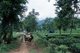 Vietnam: Tea plantation near Thanh Son, Phu Tho Province, northwest Vietnam
