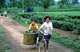 Vietnam: Transporting freshly picked tea leaves, tea plantation near Thanh Son, Phu Tho Province, northwest Vietnam