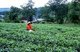 Vietnam: Tea picker at a tea plantation near Thanh Son, Phu Tho Province, northwest Vietnam