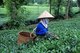 Vietnam: Tea picker at a tea plantation near Thanh Son, Phu Tho Province, northwest Vietnam